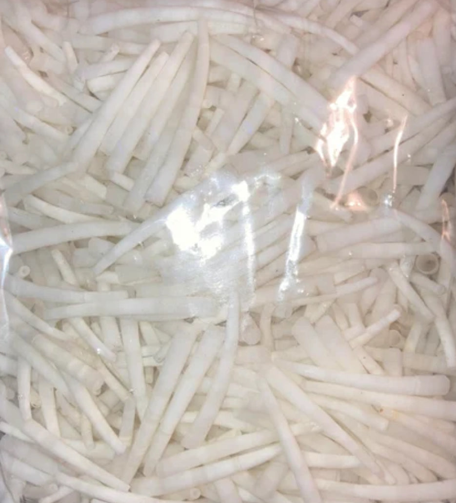 Smooth Dentalium Shells 1.75”