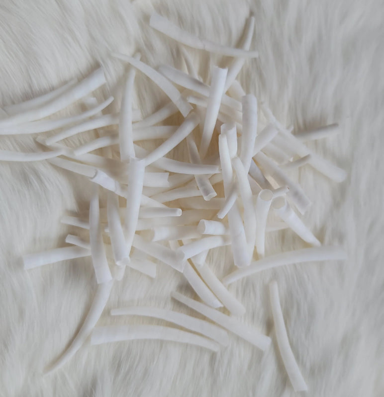 Small Smooth Dentalium Shells - Under 1.5”