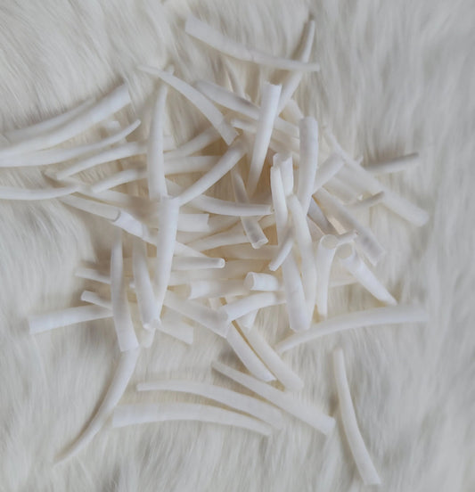 Small Smooth Dentalium Shells - Under 1.5”